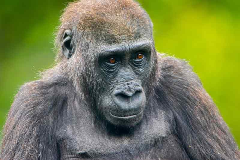 A gorillák kommunikációjának titkait tárta fel egy új kutatás