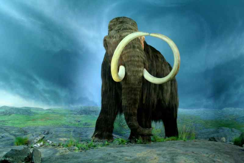 A gyapjas mamutot akarja életre kelteni egy amerikai genetikai társaság