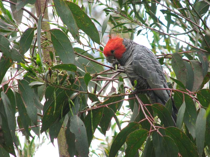 A veszélyeztetett fajok közé kerül Canberra szimbóluma, a sisakos kakadu
