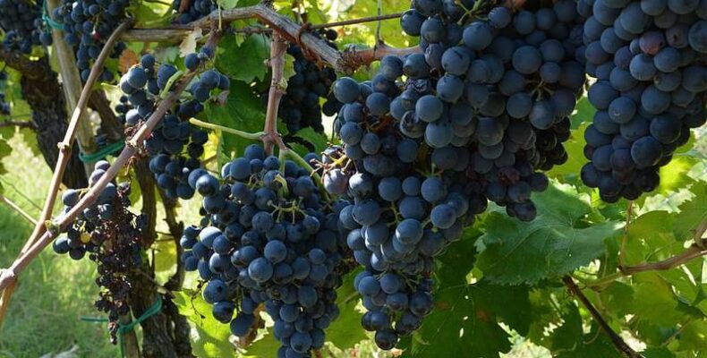 Betegségeknek strapabíró szőlőültetvényt telepítenek a Balaton-felvidéken