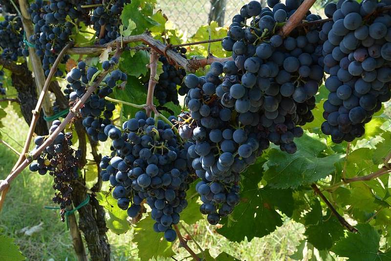Betegségeknek strapabíró szőlőültetvényt telepítenek a Balaton-felvidéken