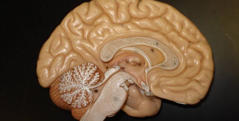Új agykérgi érési folyamatot fedeztek fel az ELKH kutatói
