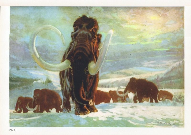 Csaknem egyméteres mamutagyarra bukkantak a régészek Vácon
